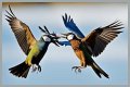 Are birds fighting or mating?