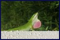 Are Green Anole Lizards Good Pets?