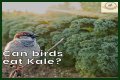 Can Birds Eat Herbs? - Kylon Powell