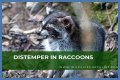 Can Raccoons Get Distemper? - Kylon Powell
