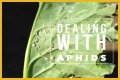 Does Sulphur Kill Aphids? - Kylon Powell