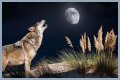 Howl at the moon