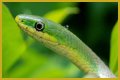 What Do Rough Green Snakes Eat?